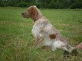 Setter Anglais FALCONE DE L'OYAT DES DUNES Setter Anglais FALCONE DE L'OYAT DES DUNES